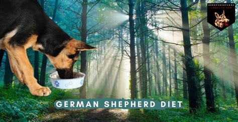 Best Dog Food For German Shepherd Diet: Counting Calories German Shepherd