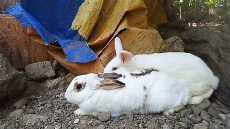 Rabbit Breeding Successful Rabbit Mating Youtube