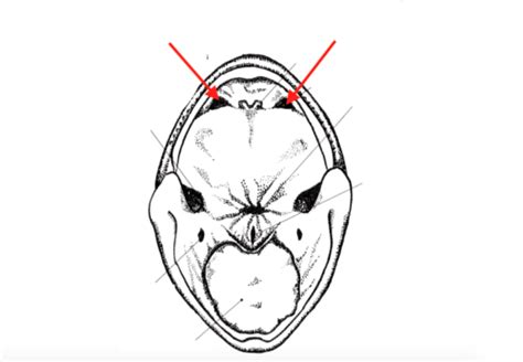 Frog Dissection Lab Oral Cavity Flashcards Quizlet