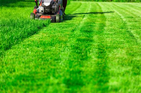 Rasen mähen oder mulchen beste Methode für Ihren Garten