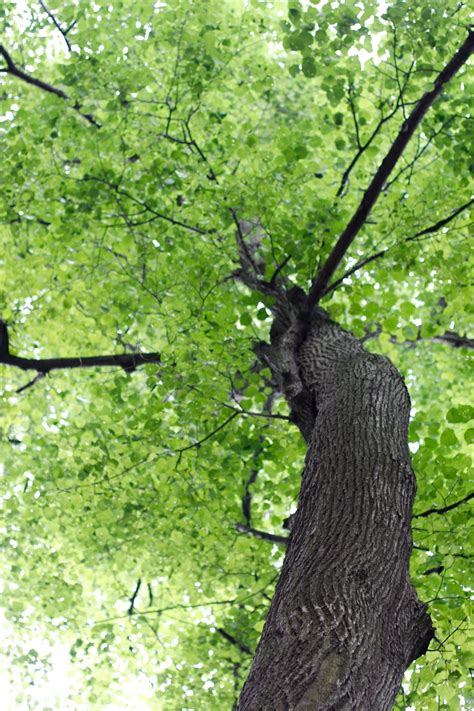 Free Images Tree Nature Branch Flower Trunk Monument Statue