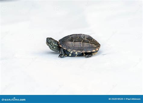 Baby Reeves Turtle Mauremys Reevesii Also Known As The Chinese Pond