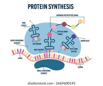 protein synthesis diagram royalty  images stock