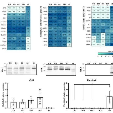 Proteomic Analysis Of Collected Decm And Dbone Samples A Sds Page