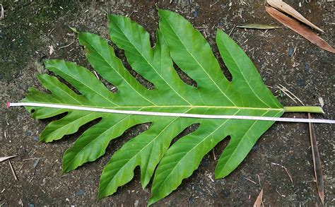 Artocarpus Blancoi Moraceae Image At Phytoimages Siu Edu