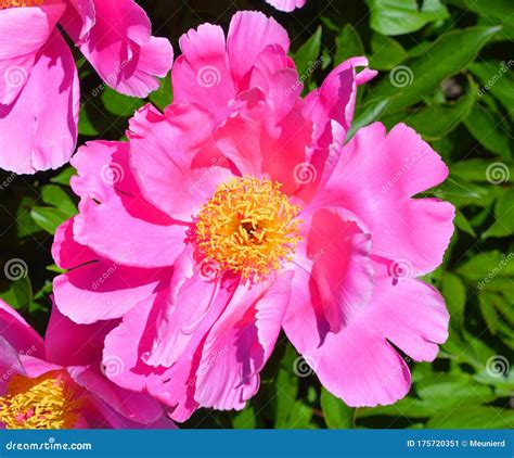 The Peony Is A Flowering Plant In The Genus Paeonia Stock Image