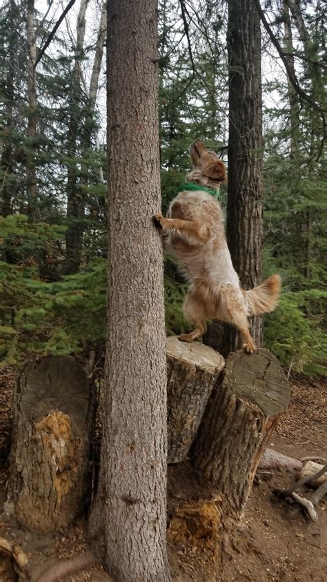 My Dogs Amazing Tree Climbing Skills!! : r/dogpictures