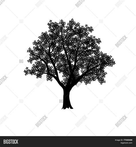 Silhouette Olive Tree Vector And Photo Free Trial Bigstock