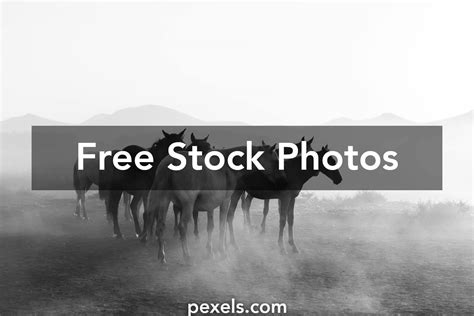 horse ass      horse ass stock  hd images