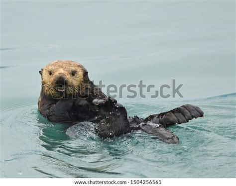 Northern Sea Otter Enhydra Lutris Kenyoni Stock Photo