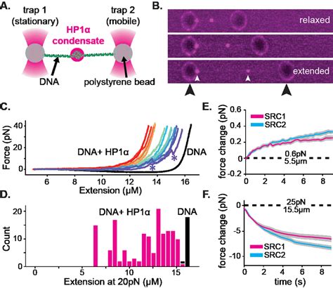 Hp Dna Condensates Resist Disruptive Forces And Retain Memory Of Past