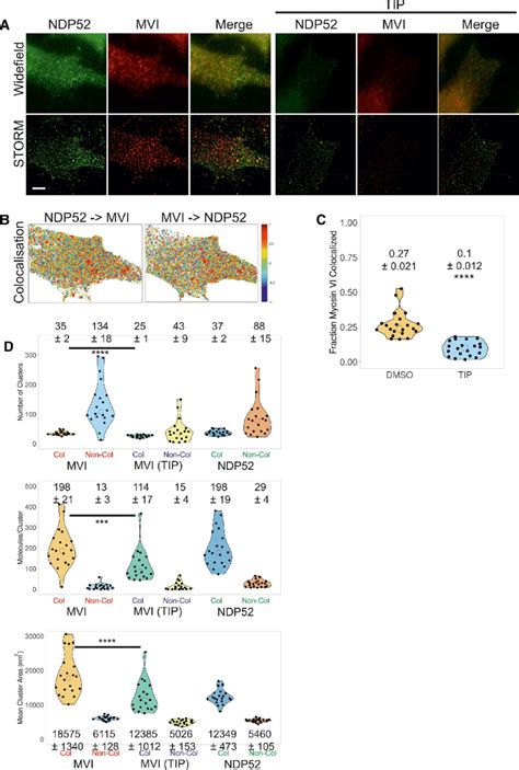 Cluster Analysis And Colocalization Of Myosin Vi And Ndp A