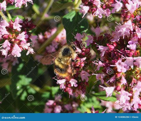 Beautiful Honey Bee Extracting Nectar From Wild Light Purple Flowers