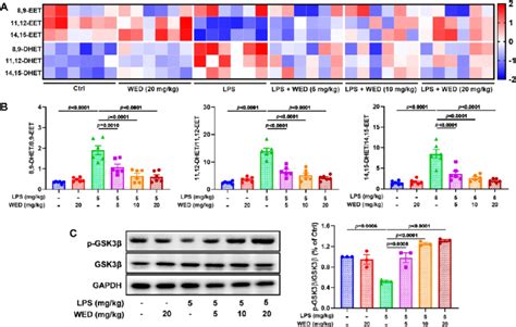 Wed Suppressed The Seh Activity To Allow The Inhibition Of Gsk3β In