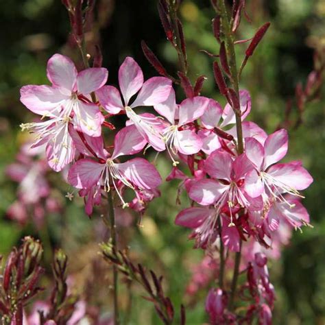 Plante Gaura Agencement De Jardin Aux Meilleurs Prix