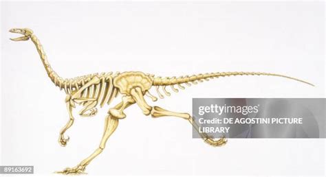 Archaeornithomimus Photos and Premium High Res Pictures - Getty Images