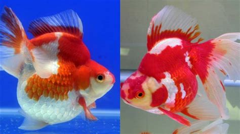 Ikan Mas Koki Ryukin Goldfish Youtube