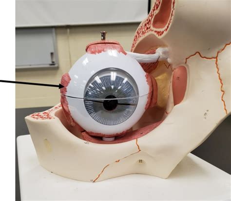 Eye In Orbit Model Muscles Flashcards Quizlet