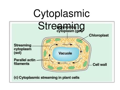 Ppt Microfilaments And Microtubules Powerpoint Presentation Free Download Id 3654654