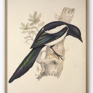 Magpie Bird Painting Print Bird Vintage Illustration Bird Wall Art ...