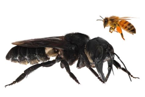 Worlds Largest Bee Rediscovered After 38 Years Independent Newspaper