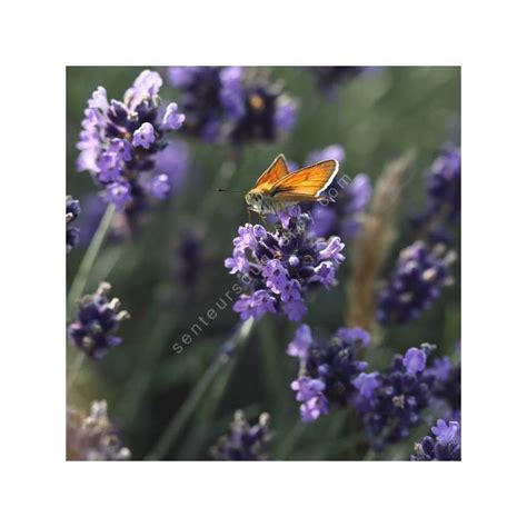 Lavandula Angustifolia Lavici Blue Lavande Bleue Jardin Sec