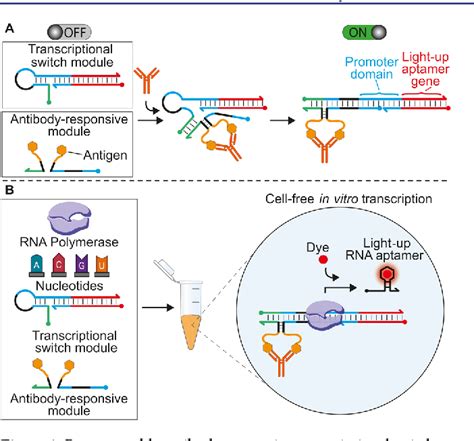 Figure 1 From Programmable Cell Free Transcriptional Switches For