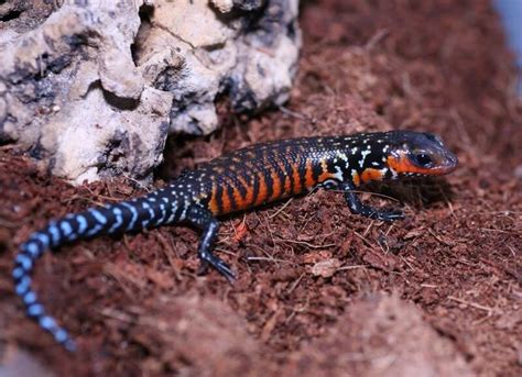 The Fire Skink Care Guide and Species Profile