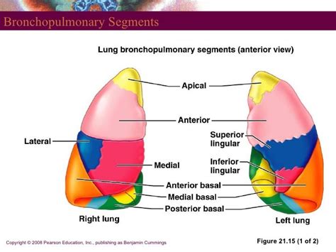 Simple Anatomy: Bronchopulmonary Segment