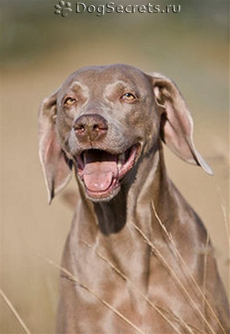 Квамател 40 Инструкция - alivestatya