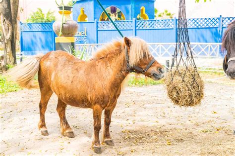 Mini dwarf horse in a pasture at a farm — Stock Photo © topntp #161524008