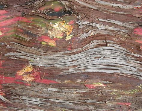 Beautiful Colored Tree Bark Photograph By Donna Wilson Fine Art America