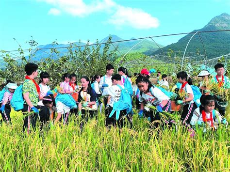 割水稻、打稻谷小记者乐当小农夫 海丝商报数字报