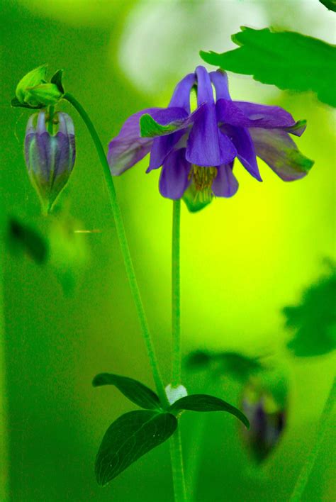 Purple Wildflower in my Yard