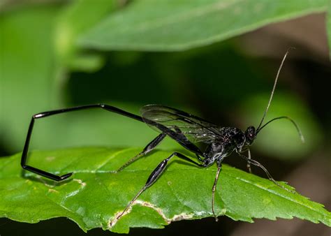 American Pelecinid Wasp Wasps Bees And Ants Of The Richmond Henrico