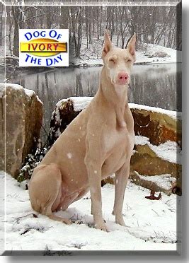 The White Doberman