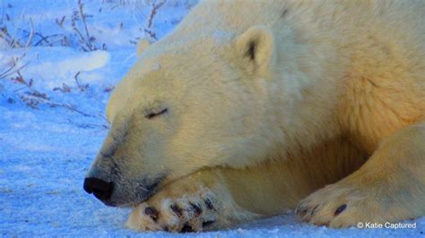 Churchill Polar Bear Season Photos Churchill Polar Bears