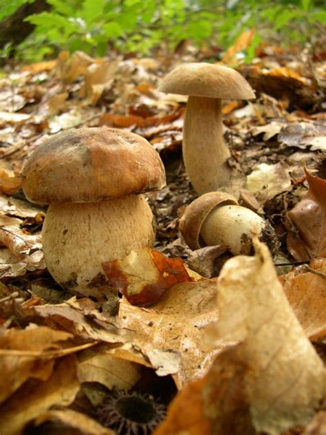 Funghi Commestibili O Velenosi Occhio Ai Sosia Tossici E Mortali