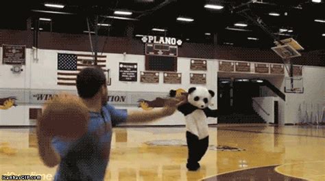 Fuck Pandas  On Imgur