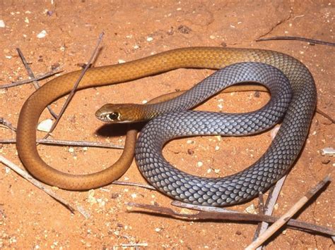 Speedy New Species Of Snake Uncovered In Australia Newsroom