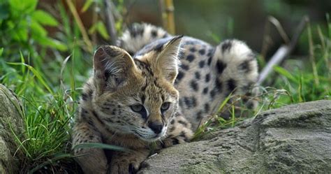 African Wildlife Serval Facts