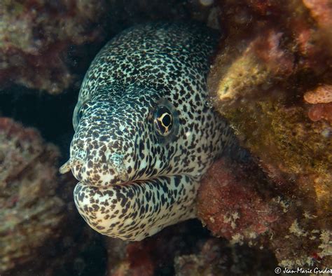 Gymnothorax Pictus Murène Poivrée Paintspotted Moray Jean Marie