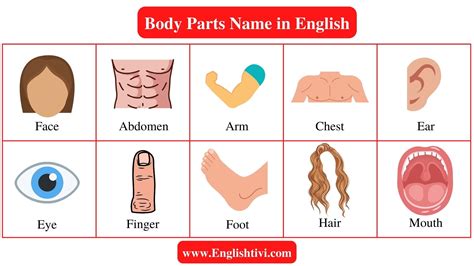 Body Parts Name In English With Pictures Englishtivi