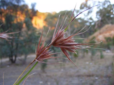 Kangaroo Grass Quick Facts Earthhome Evolution