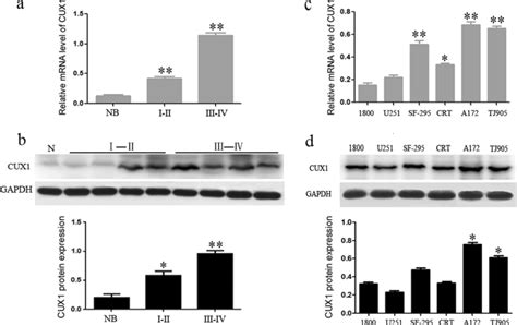 Cux1 Is Highly Expressed In Glioma Tissues And Cell Lines A B Qrt Pcr