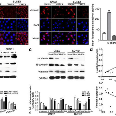 Ypel Overexpression Inhibited Emt And Its Correlation With Emt