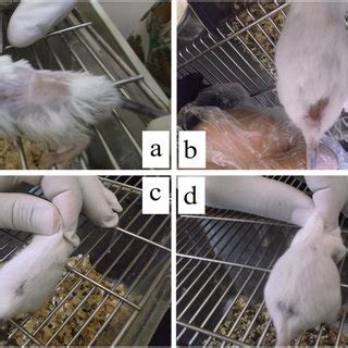 Histological Analysis Of Mice A Untreated Burned Wound On Day 7 B