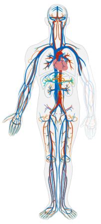 Baroreceptors Overview, Function & Location - Lesson | Study.com