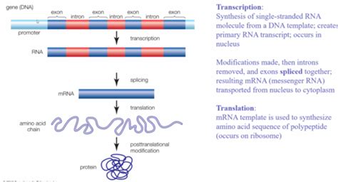 Genetics Genetic Counseling Genetics Terminology And Tests Flashcards