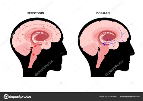 Vía serotonina y dopamina vector gráfico vectorial Pikovit imagen